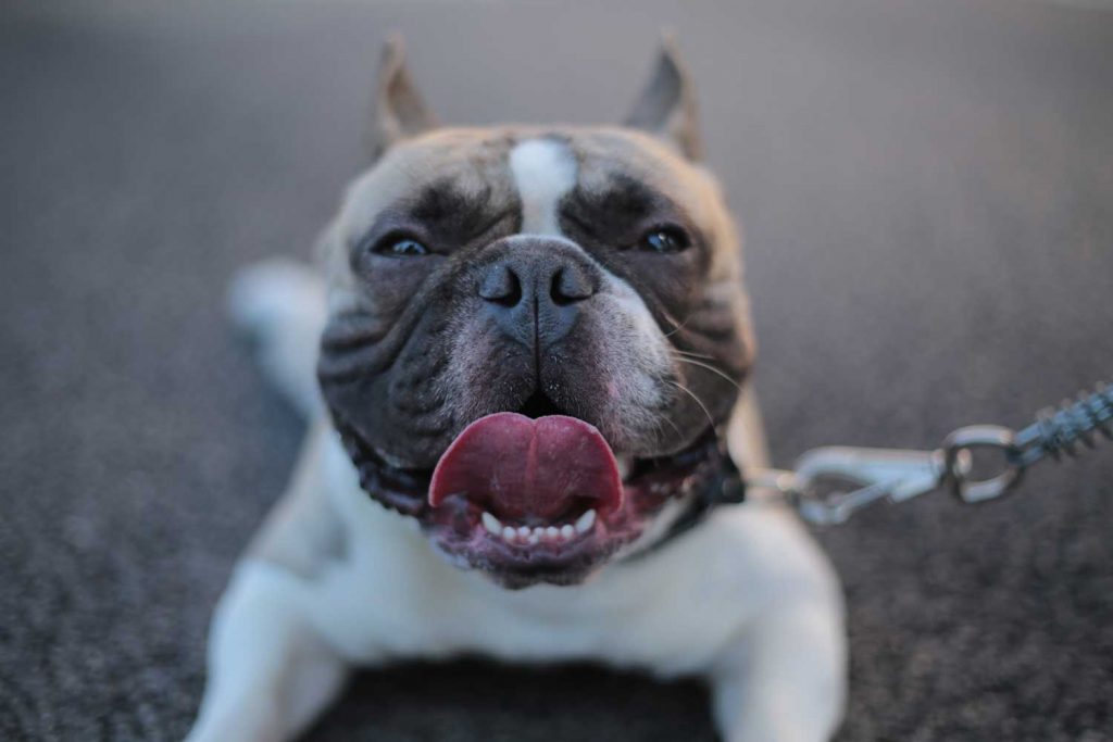 [A white and tan pitbull smiles with its tongue out while looking at the camera. There is blurred carpet in the background.]