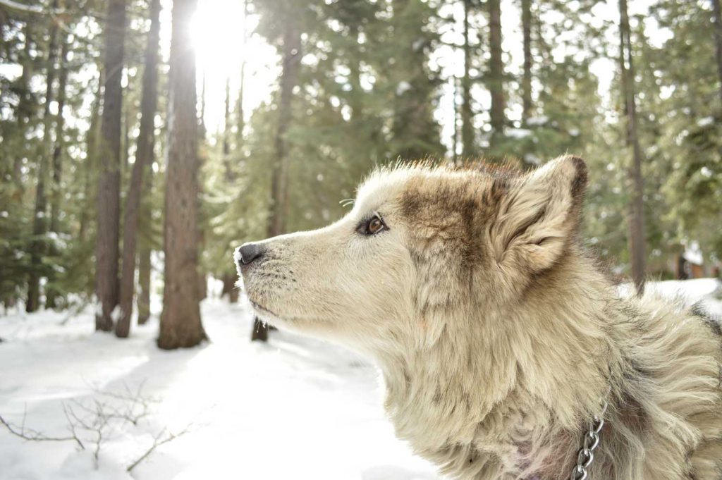 [A wolf kind of dog looks to the left of the screen. The woods and snow is seen in the background.]