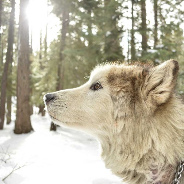 [A wolf kind of dog looks to the left of the screen. The woods and snow is seen in the background.]