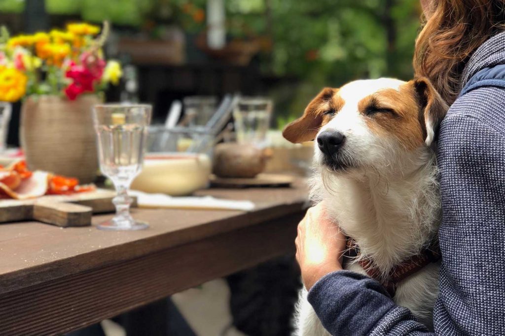 [A wire hair dog has its eyes closed while sitting on a person's lap. In the background, food, drinks, and flowers is spread out on a wooden table.]
