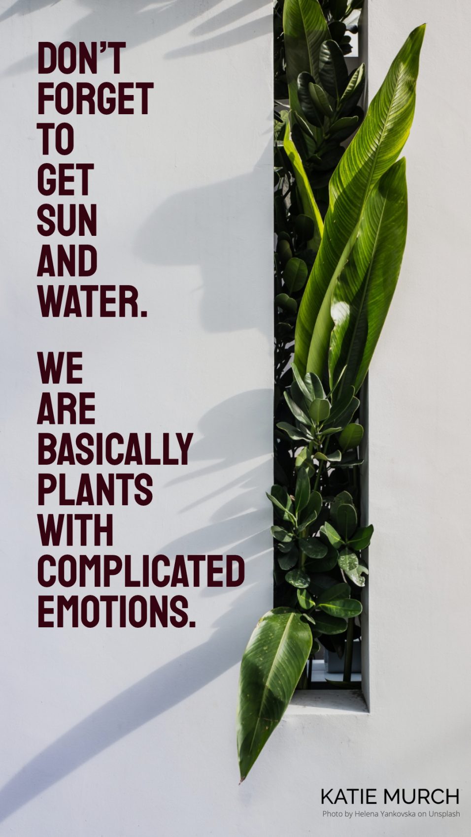 Quote is on a white background and framed with a box garden of succulents on the right. Katie Murch and photo credit is on the bottom right of the image.